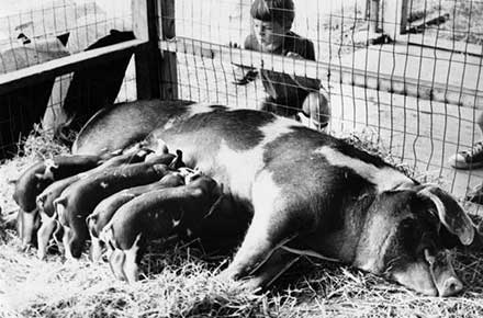 Meal time for five piglets at the county fair, 1980