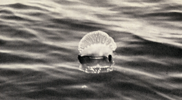 Photo of Portuguese man-of-war