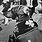 Dachshund dressed in shamrocks watches parade, 1966
