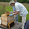 Beekeeper, Scott Meduid, inspects hives.