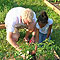 Ithaca Court Community Gardener instructing a child.