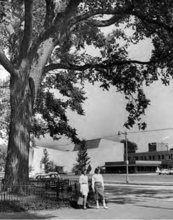 Historic elm in Tappan Square, 1959