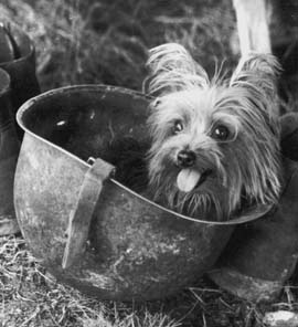 Smoky in a soldier's helmet