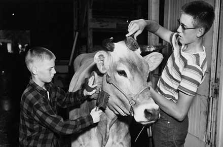 Two boys grooming a cow at the county fair, 1954