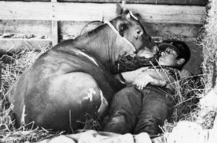 A man and a cow try to get some sleep in a pen at the county fair, 1977