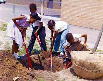 Four students dig a hole for a tree planting at school