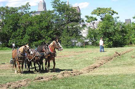 Plow horses at the groundbreaking for the Ohio City Farm, 2010
